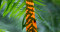 May-2022-digital-colour-backlit-advanced-678-leaf-on-fern