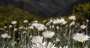 2024-feb-digital-colour-open-advanced-678-alpine-wildflowers
